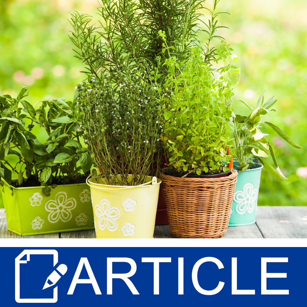 Herb Garden Essentials