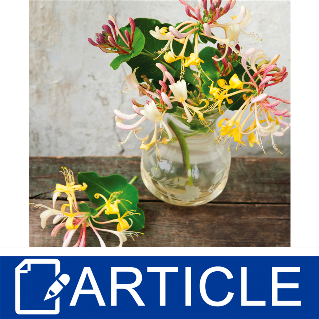 Honeysuckle: A Honey of a Plant
