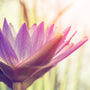 Grapefruit Lily Fragrance Oil - Zoom Thumbnail Media 1