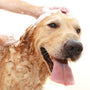Dirty Dawg Fragrance Oil