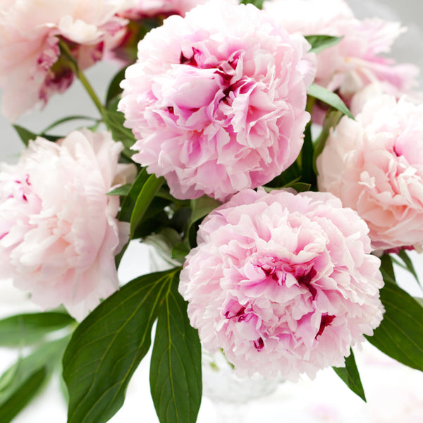 Pink Peony Petals Fragrance Oil 762