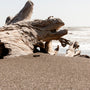 Sea Salt & Driftwood Fragrance Oil 761