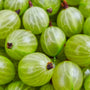 Gooseberry Guava Fragrance Oil