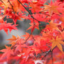 Radiant Red Maple Fragrance Oil 835 - Zoom Thumbnail Media 1