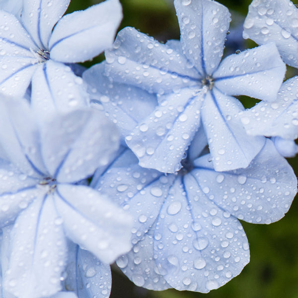 Blue Citron & Cyclamen Fragrance Oil (Special Order)