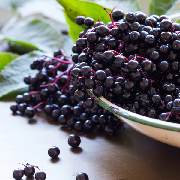 Blue Mahoe Fragrance Oil (Special Order)