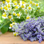 Lavender Chamomile* Fragrance Oil 857