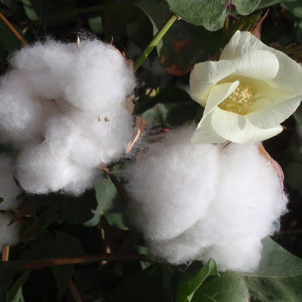 Cotton Blossom - EO & FO Blend 297
