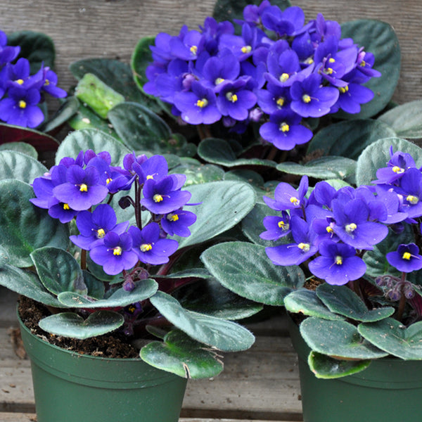 Violets & Violas Fragrance Oil - Zoom Media 1