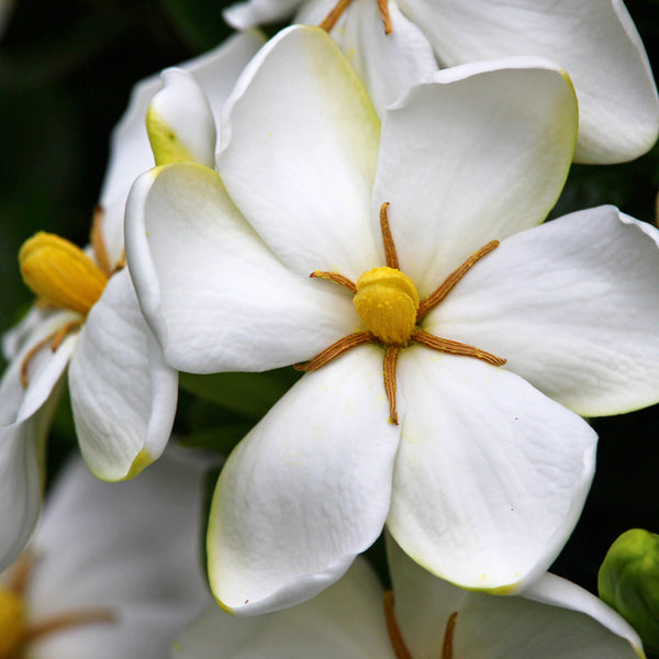 French Gardenia Fragrance Oil 914 - Zoom Media 1