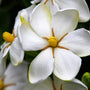 French Gardenia Fragrance Oil 914 - Zoom Thumbnail Media 1