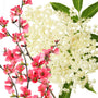 Elderflower Blossoms & Quince Fragrance Oil 934