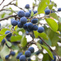 Wild Mahonia Berries Fragrance Oil - Zoom Thumbnail Media 1