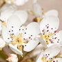 Pear Blossoms & Amber Fragrance Oil - Zoom Thumbnail Media 1