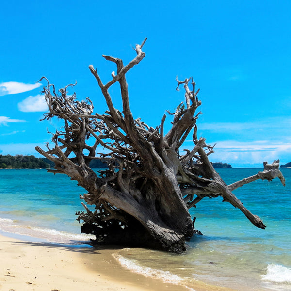 Coconut Woods Fragrance Oil 932