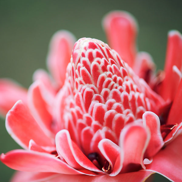 Ginger Flower & Hemp Fragrance Oil - Zoom Media 1