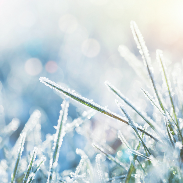 Frost Fragrance Oil - FF# 7