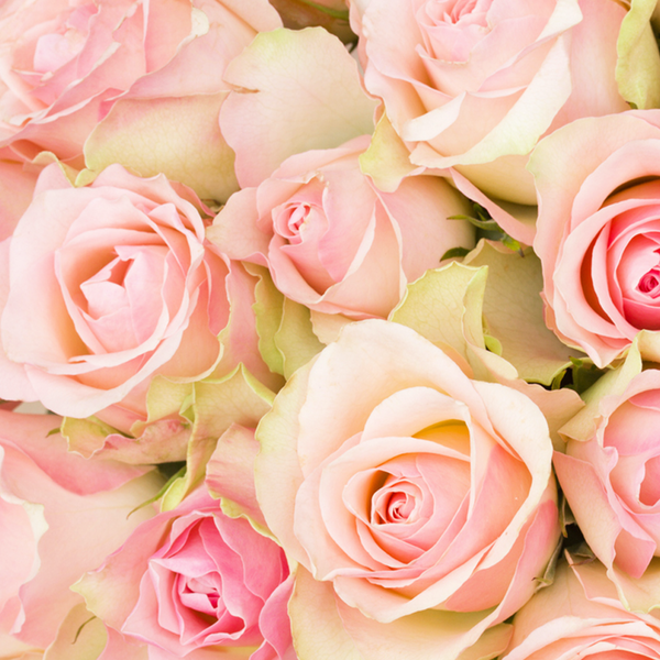 Rose Fragrance Oil - FF# 17 - 11864