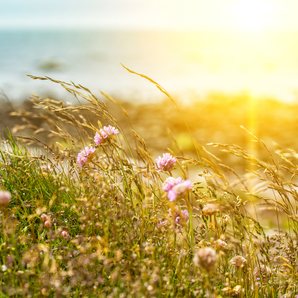 Soleil Blanc* Fragrance Oil 1035