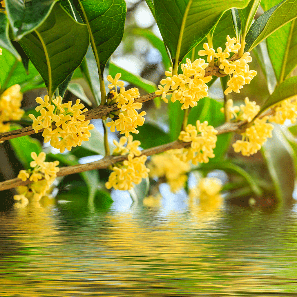 Flowering Osmanthus - Natural Fragrance Oil 1151 - Crafter's