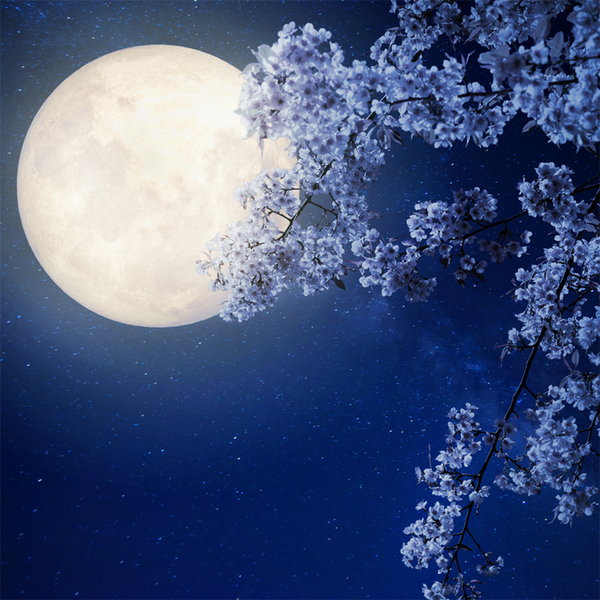 Moonflower Fragrance Oil 899