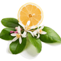 Honeysuckle Citrus - Natural Fragrance Oil - Zoom Thumbnail Media 1