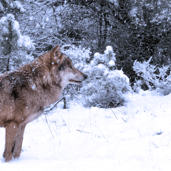 Winterfell Fragrance Oil (Special Order)