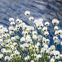Rain Blossom & Cotton - Natural Fragrance Oil - Zoom Thumbnail Media 1