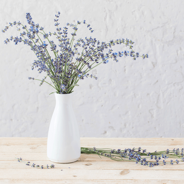 Modern Lavender Fragrance Oil 1157