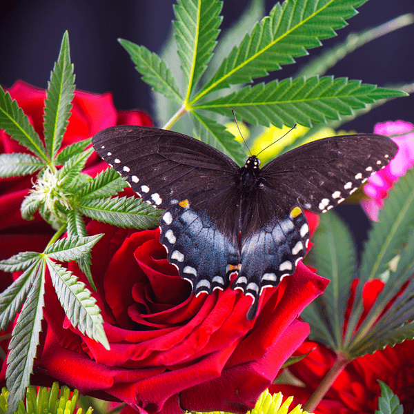 Cannabis Flower Fragrance Oil