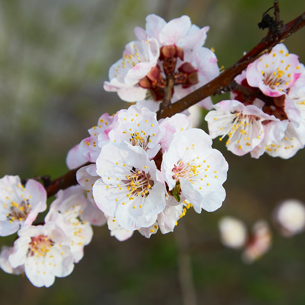 Apricot Blossoms & Soy Flower - Natural Fragrance Oil 527