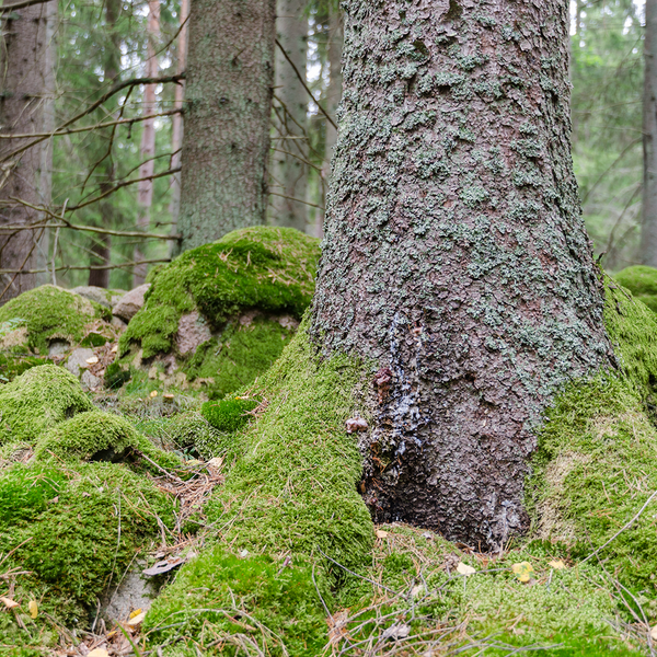 Oakmoss & Spruce Fragrance Oil (Special Order)