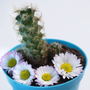 Blue Chamomile & Cactus - Natural Fragrance Oil 1218 - Zoom Thumbnail Media 1