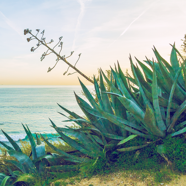 Aloe Water & Sea Kelp Fragrance Oil 157