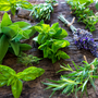 Sage & Vetiver Fragrance Oil - Zoom Thumbnail Media 1