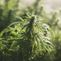 Fresh Dew & Cannabis - Natural Fragrance Oil