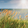 Summer Day Fragrance Oil