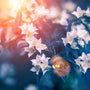 Night Blooming Jasmine Fragrance Oil 784