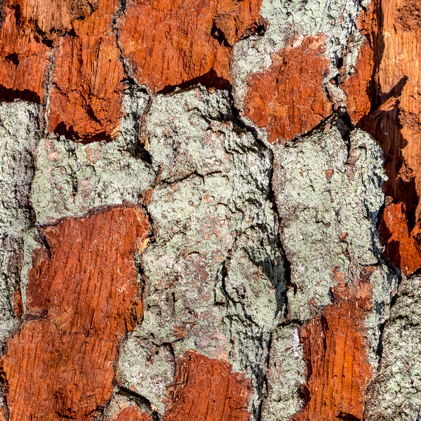 Charcoal & Shaved Cedar Fragrance Oil (Special Order)