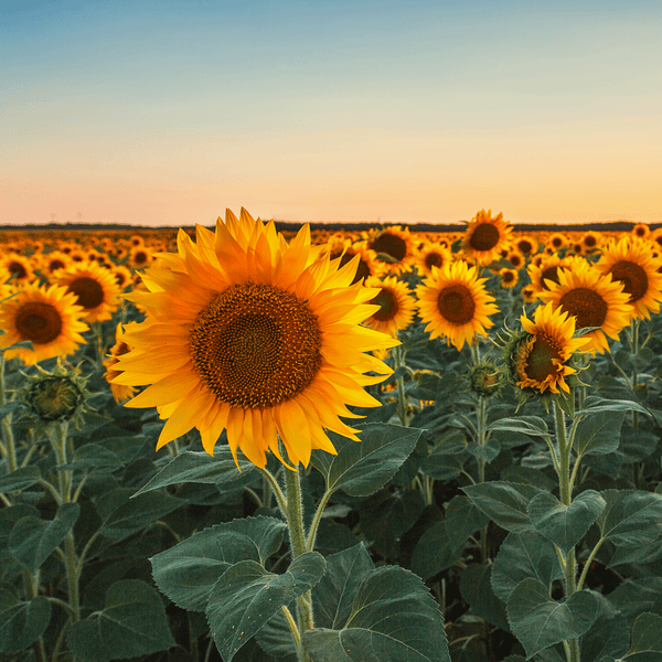 Sunflower* Fragrance Oil 306