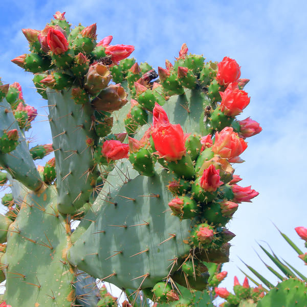 Agave & Cactus Flower Fragrance Oil 238