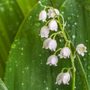 Fresh Dew Drops Fragrance Oil - Zoom Thumbnail Media 1