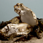 Ocean Pearls Fragrance Oil