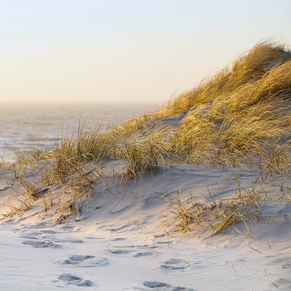 Sunkissed Beach Grass Fragrance Oil (Special Order)