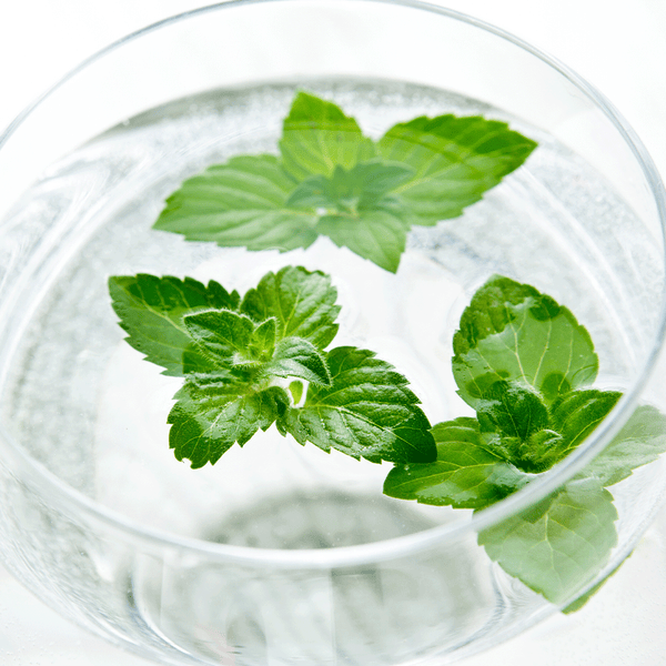 Mint Fragrance Oil Water Soluble