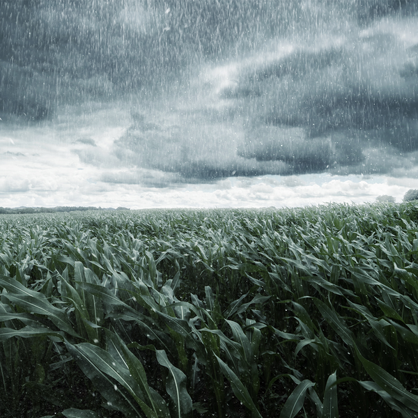 Thunderstorm Fragrance Oil 1261