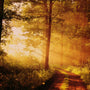 Sandalwood Dreams Fragrance Oil - Zoom Thumbnail Media 1