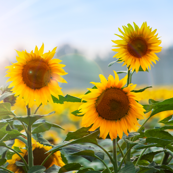 Sunflower Fragrance Oil 21809