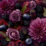Blackberry Dahlia Fragrance Oil