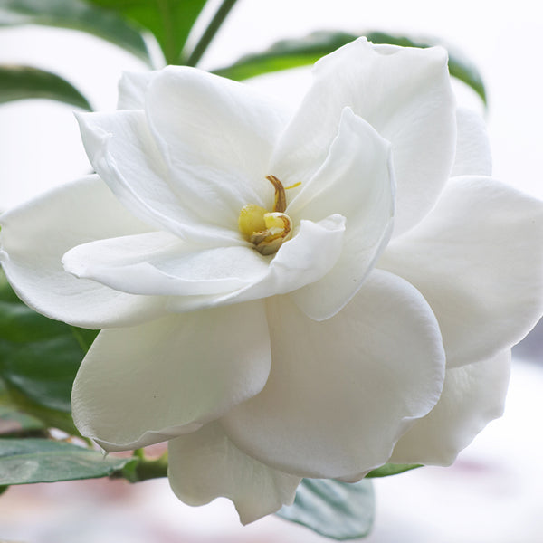 Gardenia Lily* Fragrance Oil 197